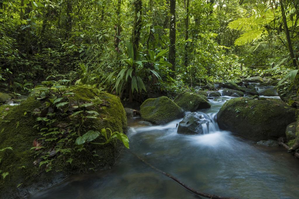 La Tigra Rainforest Lodge La Fortuna المظهر الخارجي الصورة